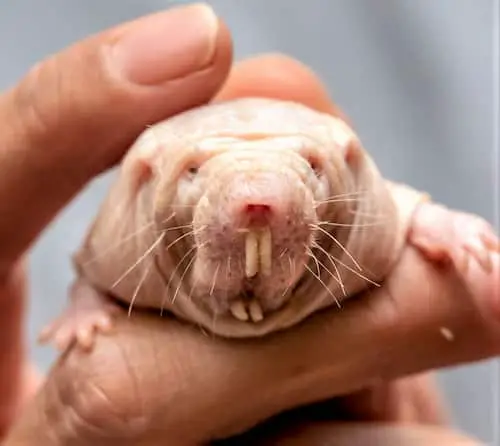 naked mole rat lifespan