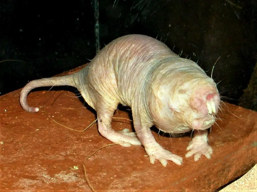 hairless mole rat
