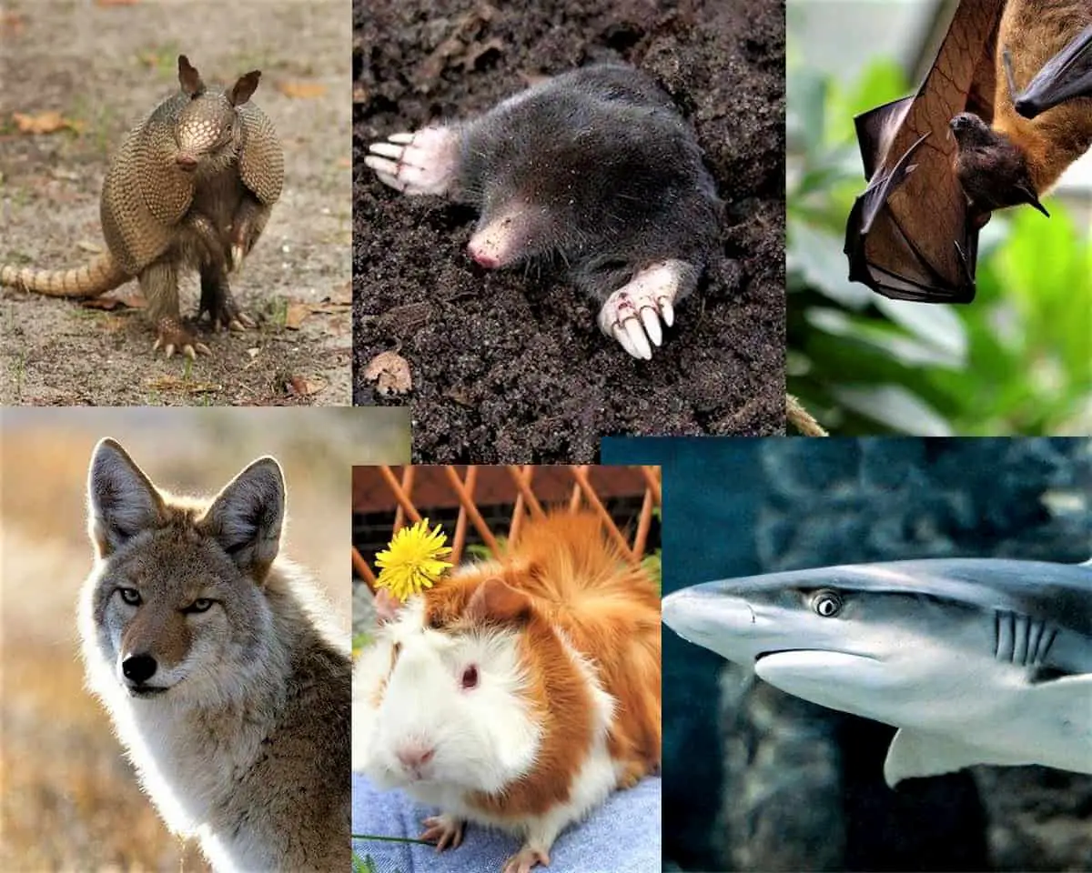 names for baby animals